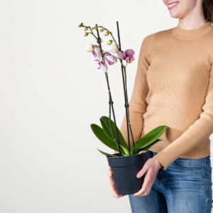 Phalaenopsis 'Black Stripes'