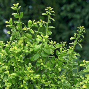 Berg-Ilex 'Caroline Upright' - 3 Stück