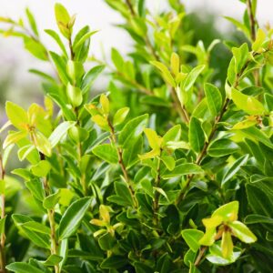 Berg-Ilex 'Glory Gem' - 3 Stück