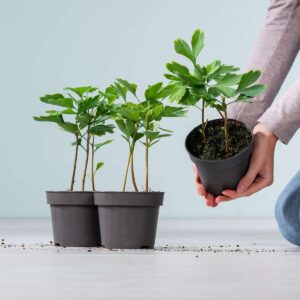 BIO Ginkgo - 3 Stück