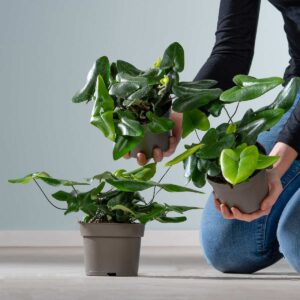 BIO Herzfarn 'Arifolia' - 3 Stück