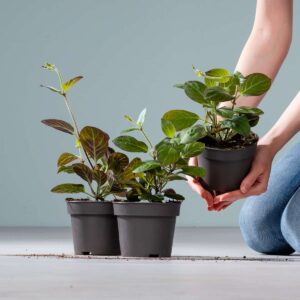 BIO Käsekraut - 3 Stück