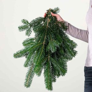 Nordmanntanne Handbund 500g