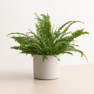 Keramik Übertopf Weiß - 17,5 cm