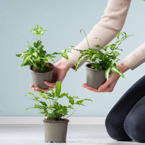 Flügelfarn 'Albo Lineata' - 3 Stück