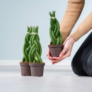 Geflochtener Bogenhanf - 3 Stück S