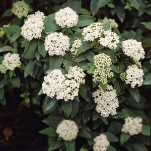 Immergrüner Schneeball 'Tinus' - 3 Stück