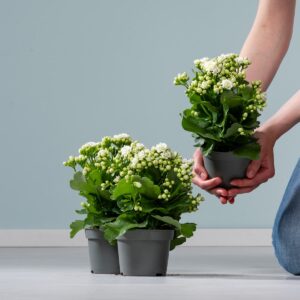 Kalanchoe 'Calandiva' Weiß - 3 Stück M