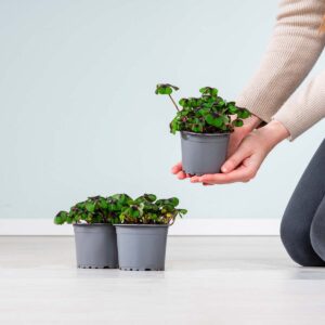 Glücksklee 'Iron Cross' - 3 Stück S