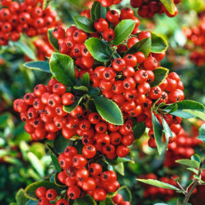 Feuerdorn 'Red Column'