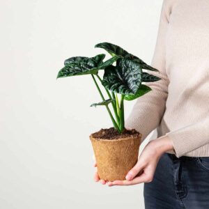 Alocasia 'Sinuata' - plastikfrei