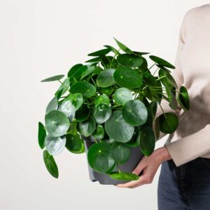 Pilea 'Peperomioides'
