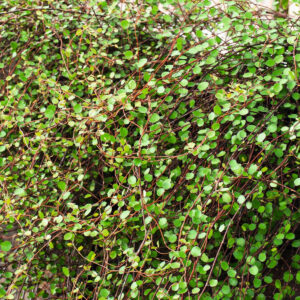 Mühlenbeckia 'Complexa' - 3 Stück