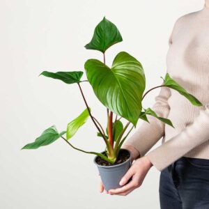 Bandbusch 'Rubescens'