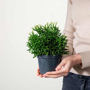 Binsenkaktus 'Bambusoides'