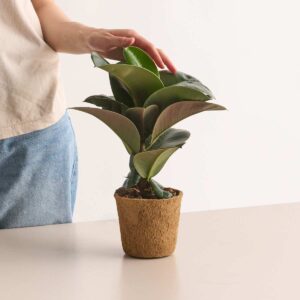 Ficus 'Elastica Decora' - plastikfrei