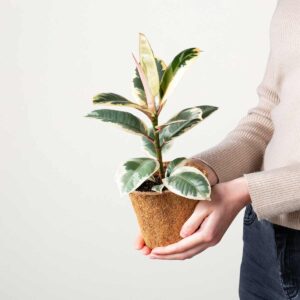 Ficus 'Tineke' - plastikfrei