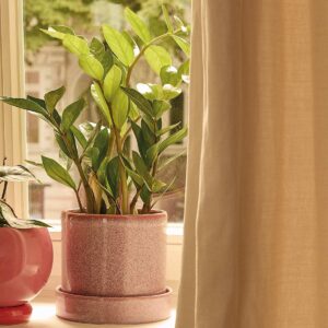 Glücksfeder 'Zamiifolia'