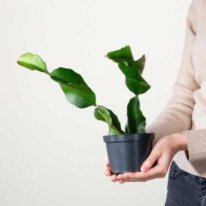 Hylocereus 'Dragon Fruit'