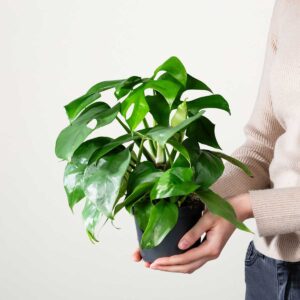 Monstera 'Minima'