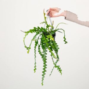 Blattkaktus 'Fishbone'