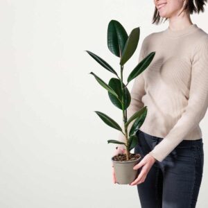 Gummibaum 'Abidjan' S