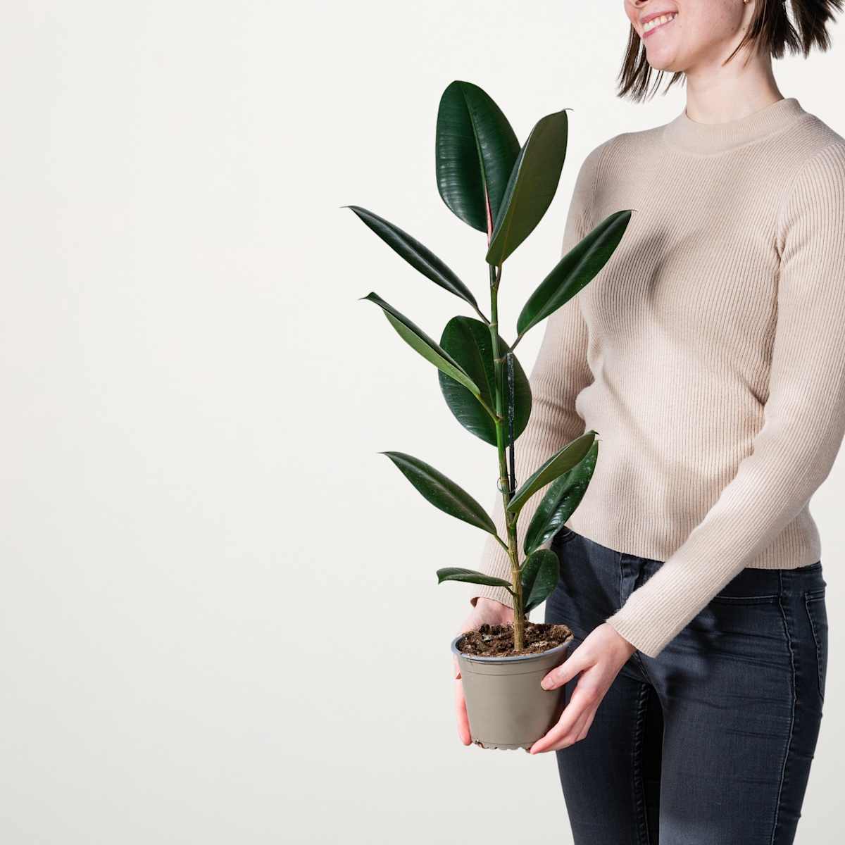 Gummibaum 'Abidjan' S