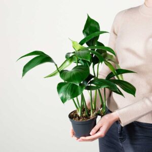 Philodendron 'Dragon Tail'