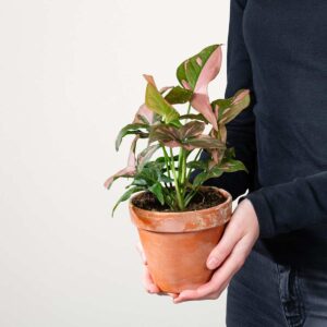 Purpurtute 'Pink Splash' - im Tontopf