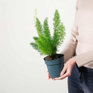 Zierspargel 'Meyerii'