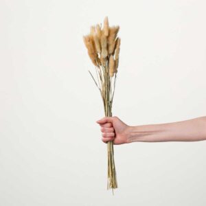 Trockenblumenbund Lagurus Natur