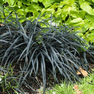 Schlangenbart 'Nigrescens'