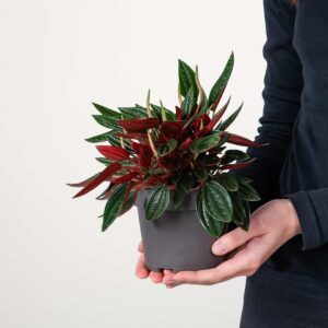 Peperomia 'Rosso'
