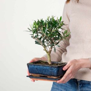Bonsai-Olive 'Europaea' in Keramikschale