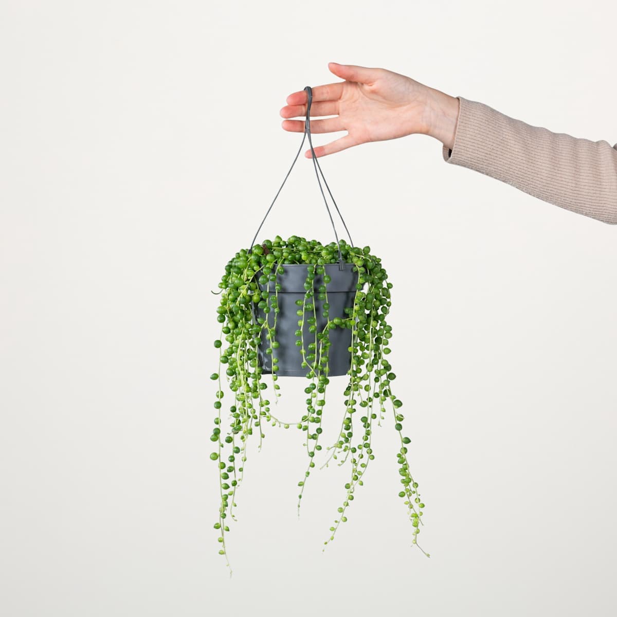 Erbsenpflanze 'Senecio'