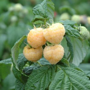 BIO Himbeere 'Golden Everest'