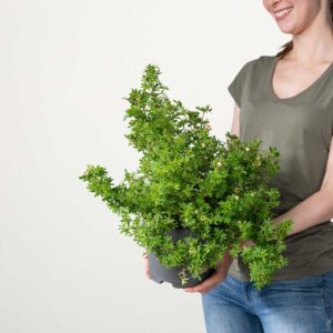 Fingerkraut 'Bella Apple'