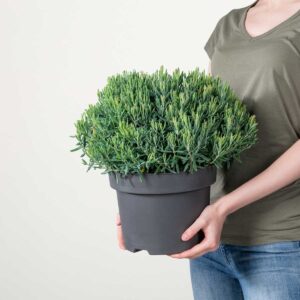 Rosmarinheide 'Blue Ice'