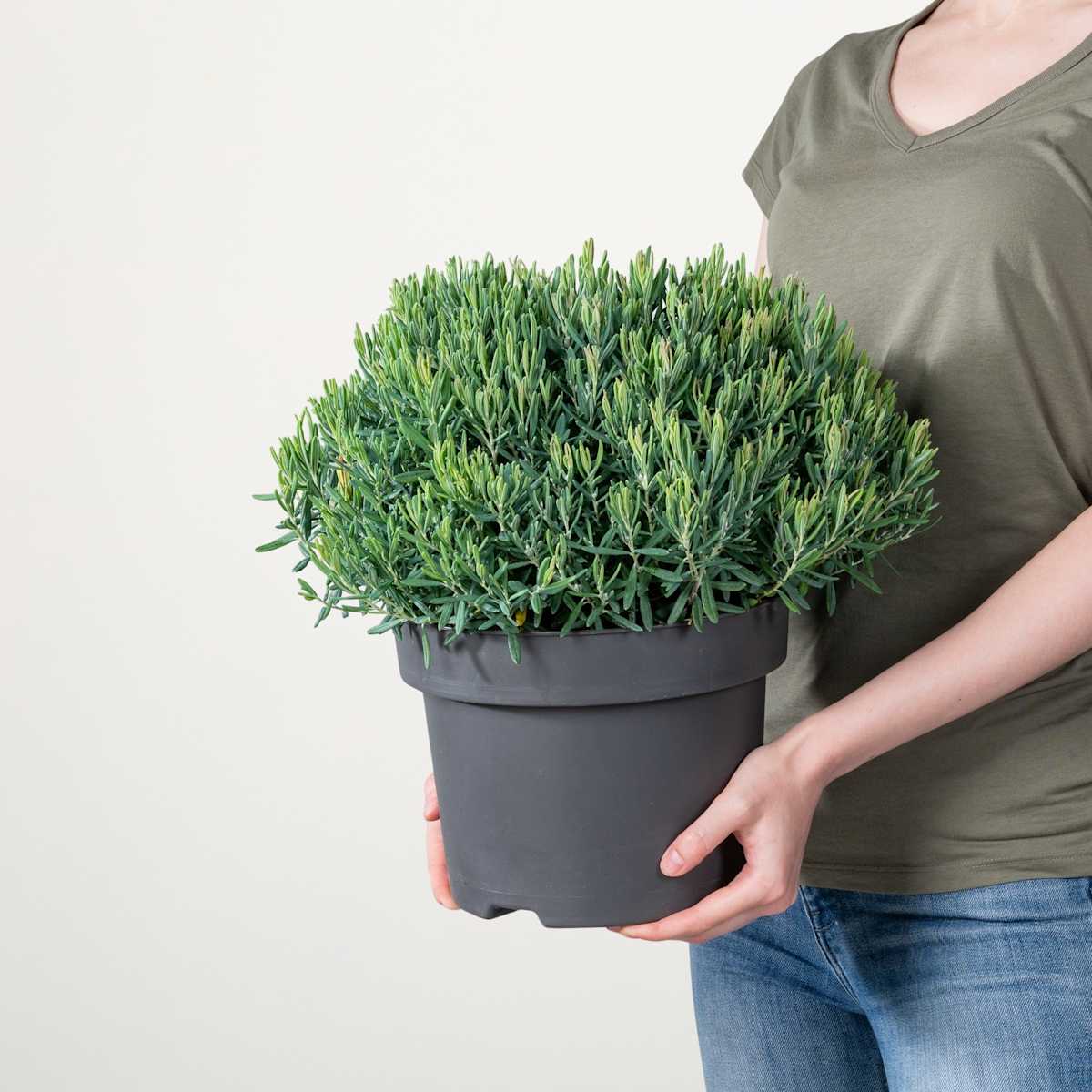 Rosmarinheide 'Blue Ice'