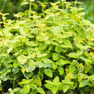 Spindelstrauch 'Emerald Gold'