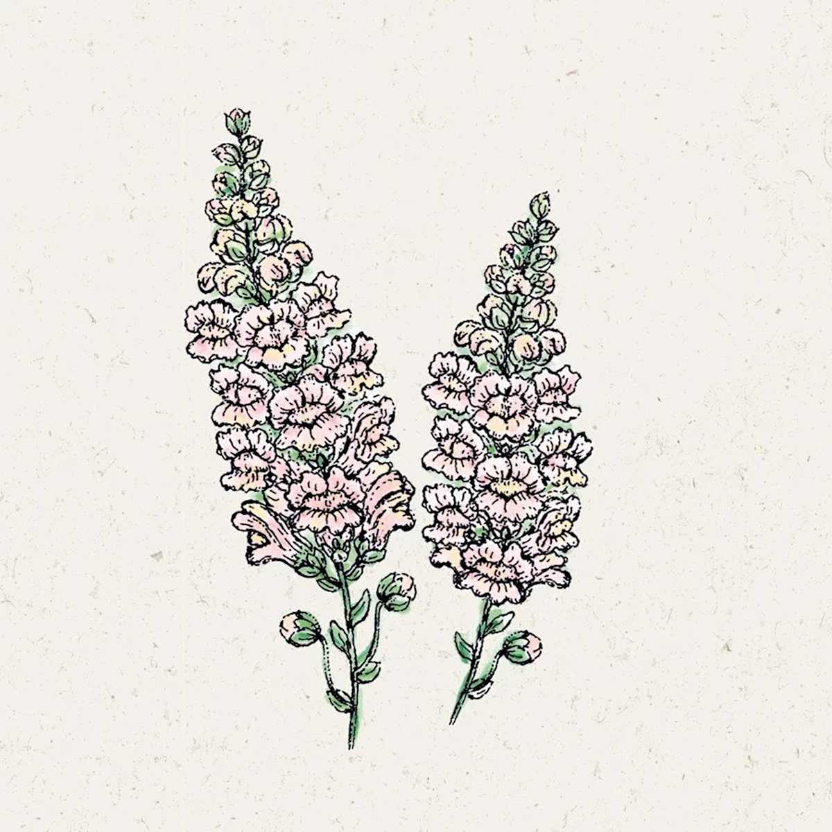 Jora Dahl Saatgut Löwenmäulchen 'Costa Silver'