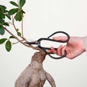 Metall Bonsaischere Schwarz