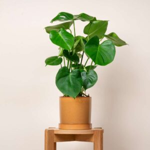 Keramik Übertopf Untersetzer Ocker - 18,5 cm