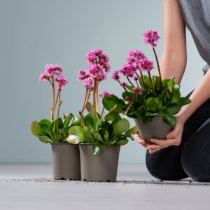 Pinkfarbene Bergenie 'Rosenkristall' - 3 Stück