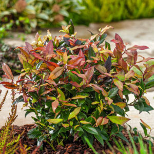 Traubenmyrte 'Zeblid'