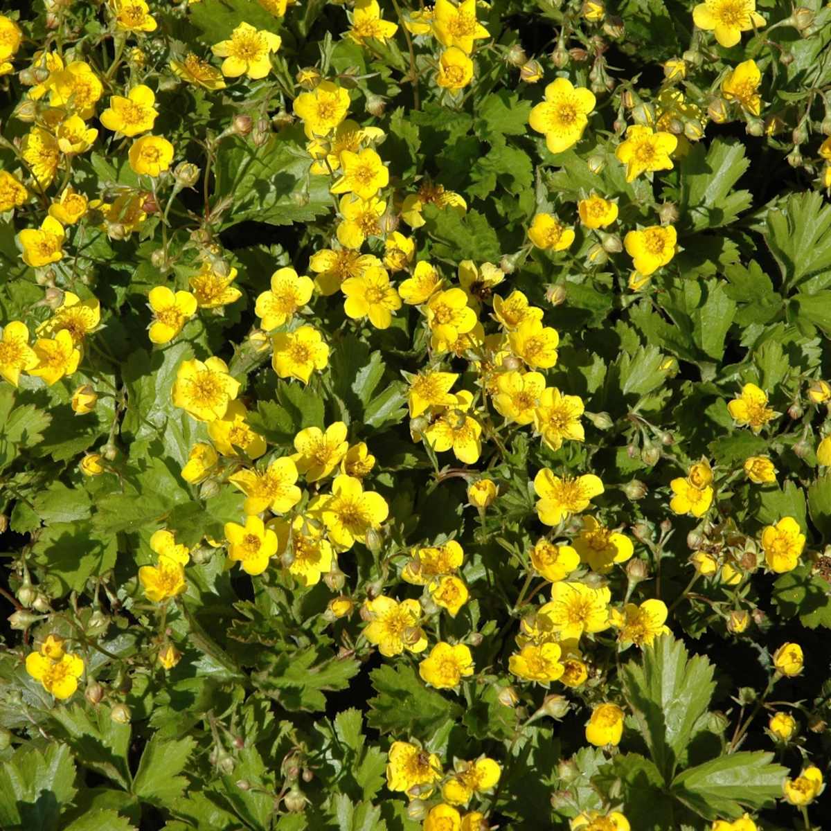 Waldsteinie - 3 Stück