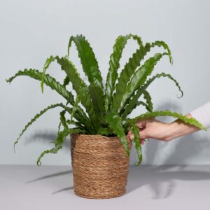 Asplenium 'Osaka' M