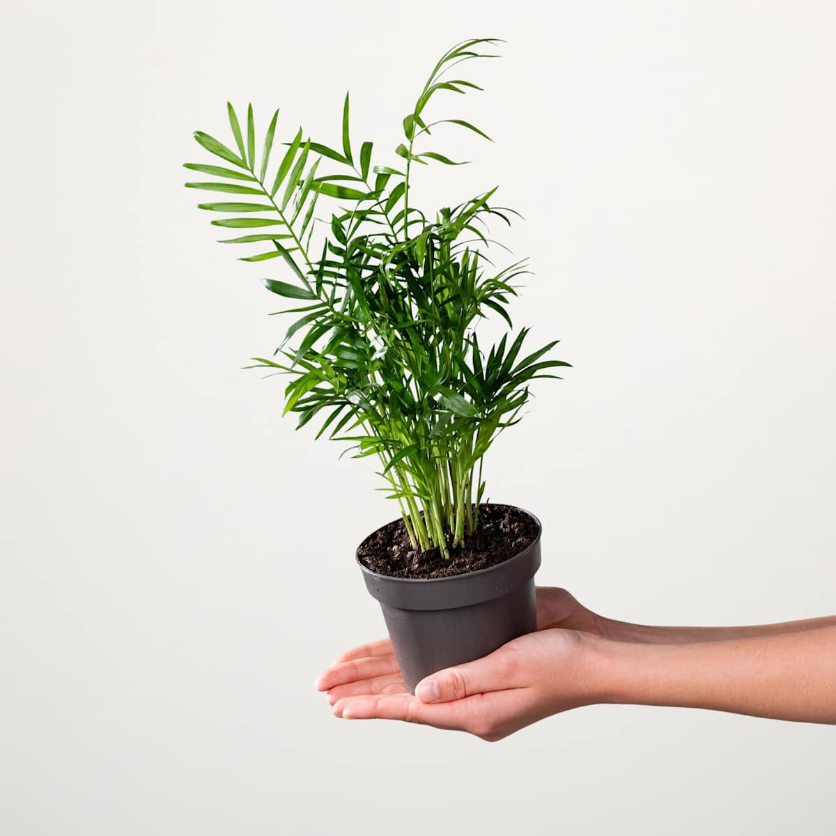 Bergpalme 'Elegans' S