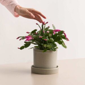 Weihnachtskaktus 'Schlumbergera' - lila