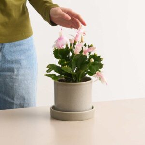 Weihnachtskaktus 'Schlumbergera' - weiß